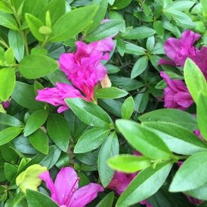 Meet your Posher, Aracely